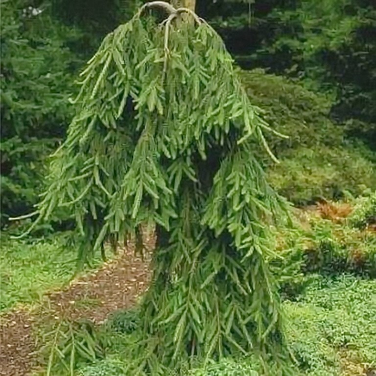 Ель