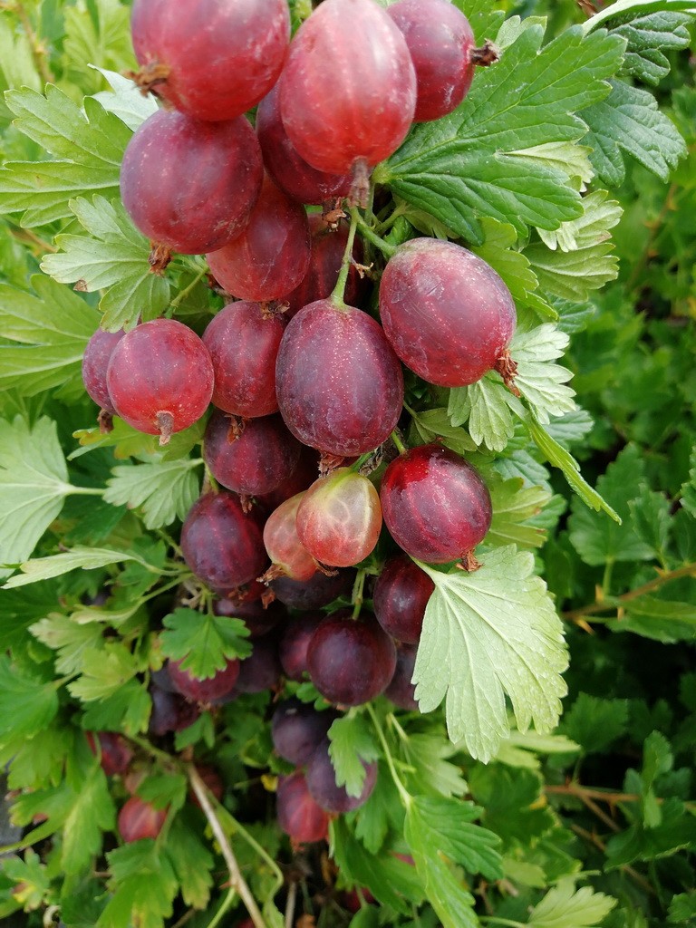 Крыжовник